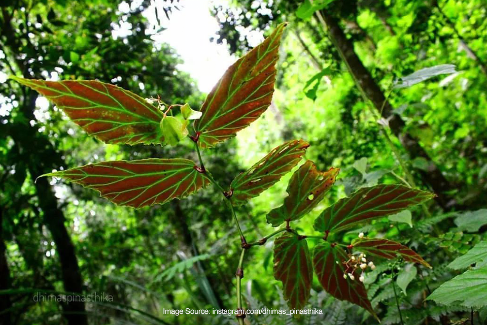 Ini Jenis Begonia Yang Bisa Ditemui Di Jalur Pendakian Gunung Ciremai