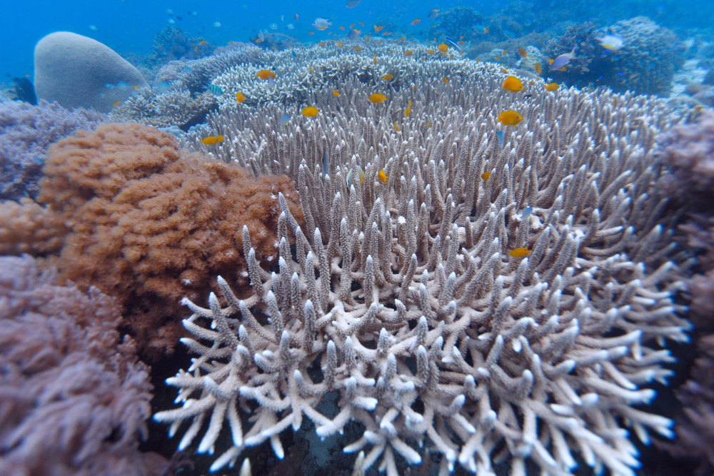 Seperti Inilah Keindahan Yang Bisa Kamu Nikmati Di Alam Bawah Laut