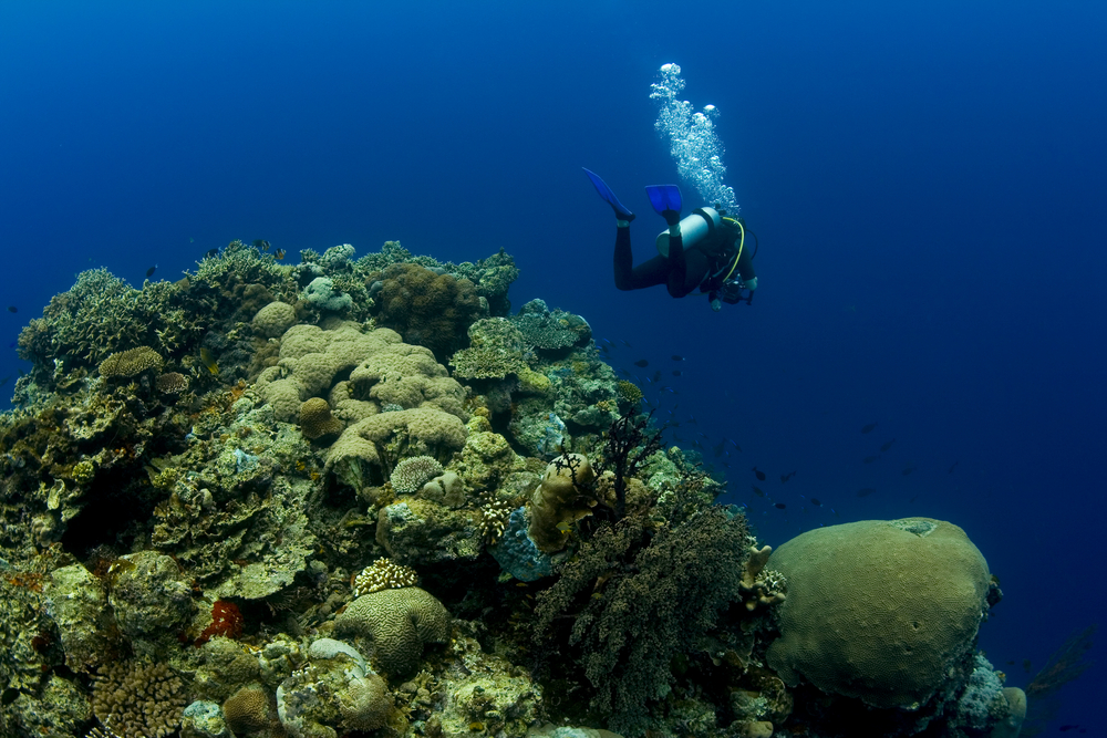 Menikmati Pesona Surga Bawah Laut Wakatobi Superlive