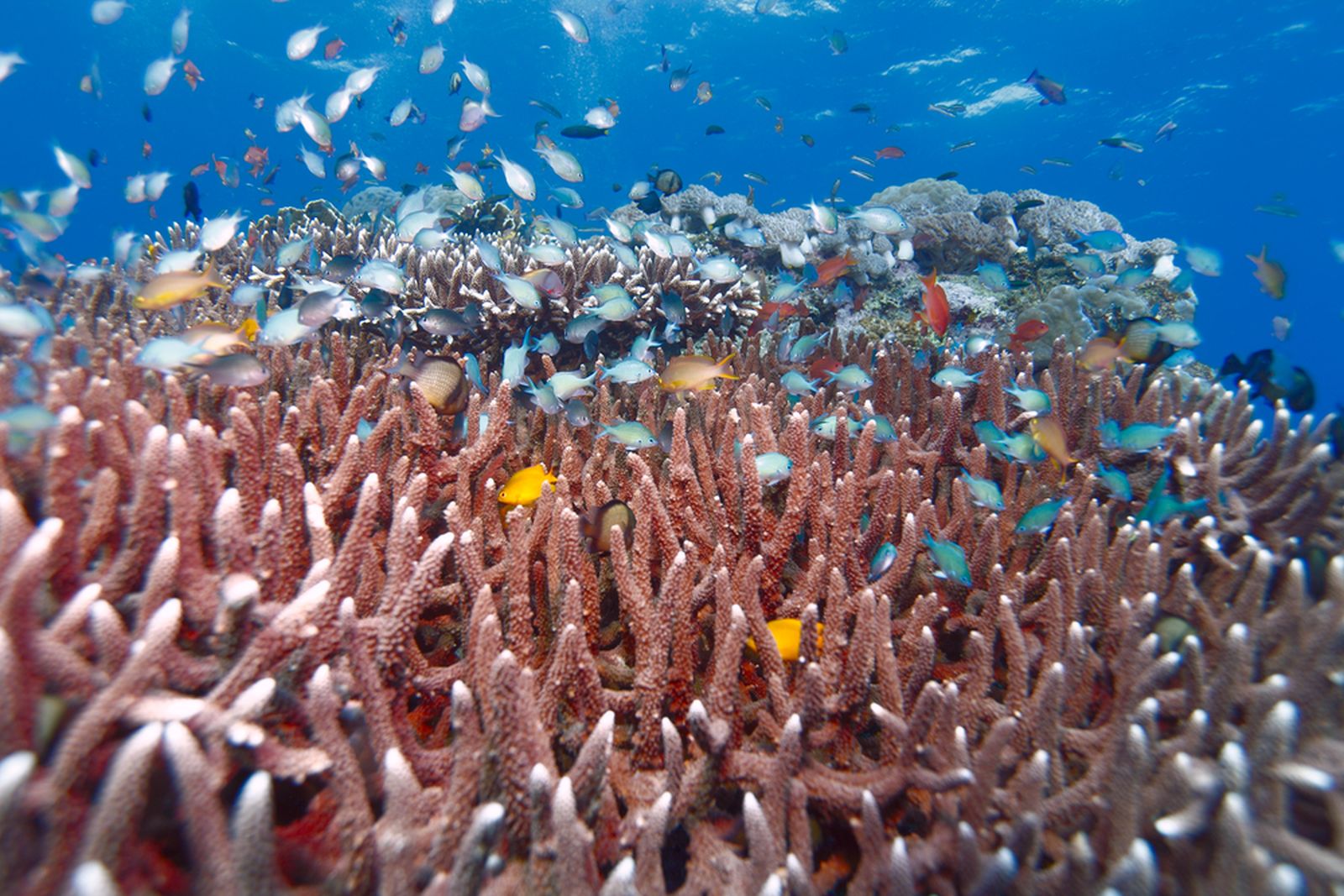 Petualangan Seru Di Alam Bawah Laut Pulau Moyo Sumbawa SUPERLIVE