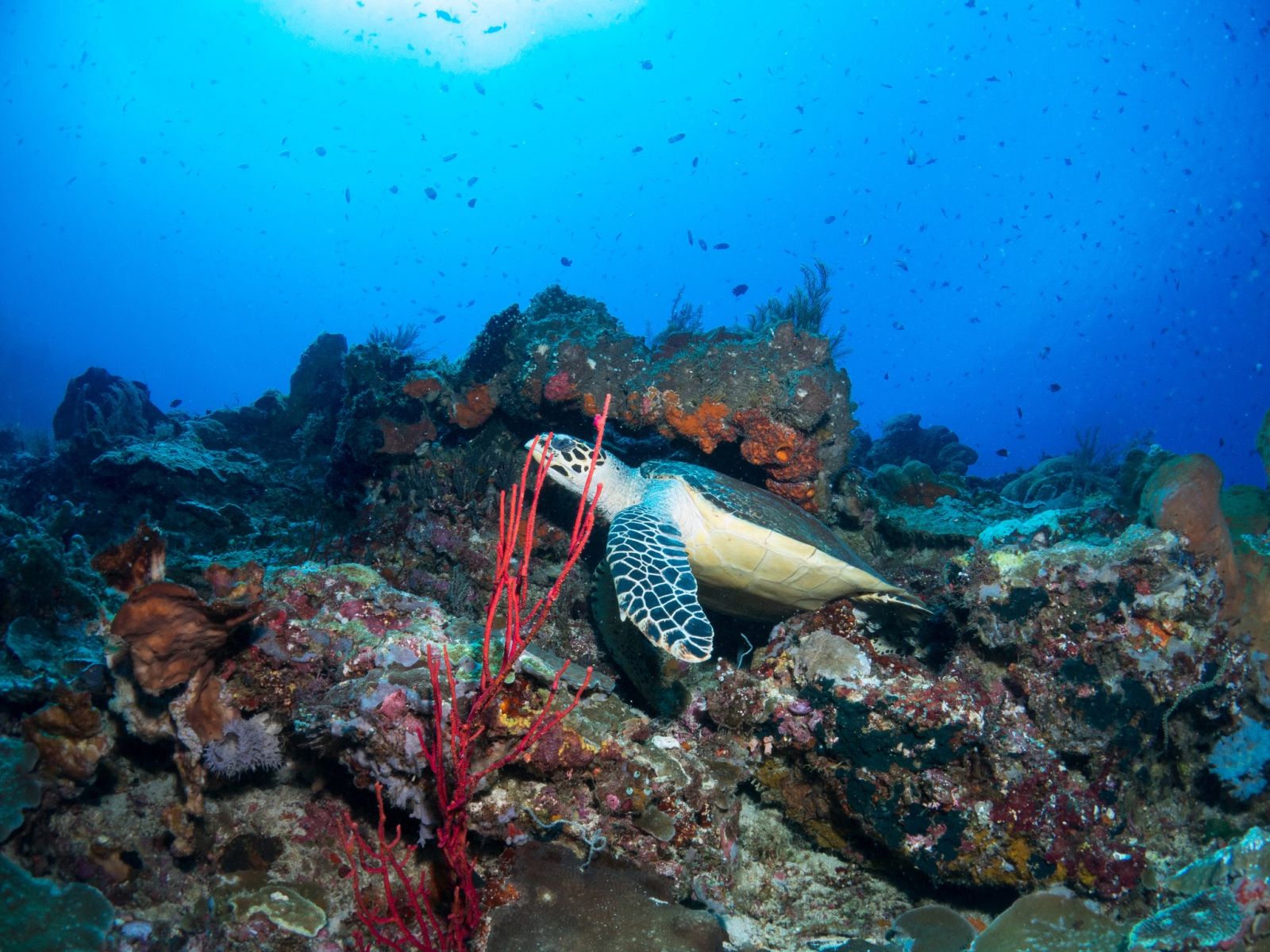 Pesona Bawah Laut Bunaken Yang Nggak Ada Matinya SUPERLIVE