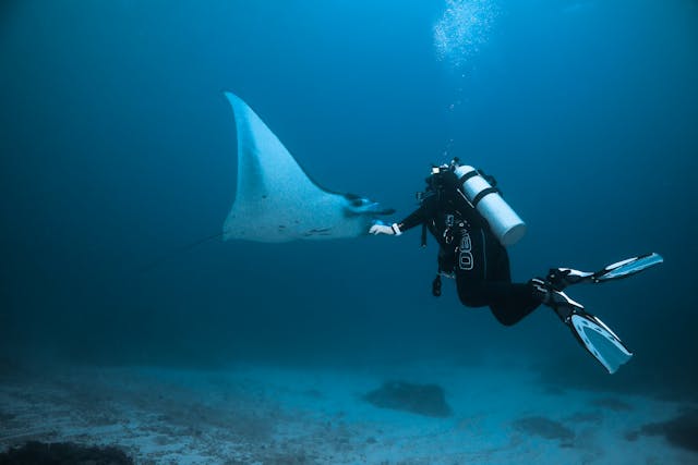 Ilustrasi diving bersama pari manta. Image: Matt Waters/Pexels