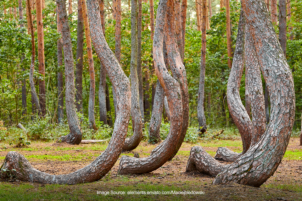 Crooked Forest
