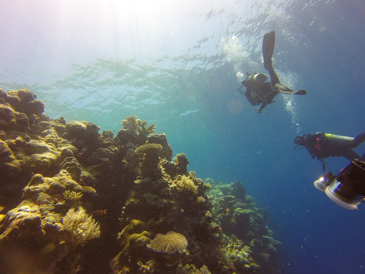 Ilustrasi diving. Image: Arhnue Tan/Pixabay