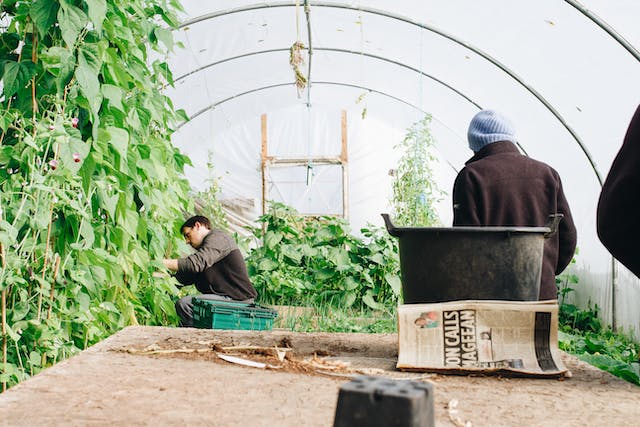 Ilustrasi green business. Image: João Jesus/Pexels