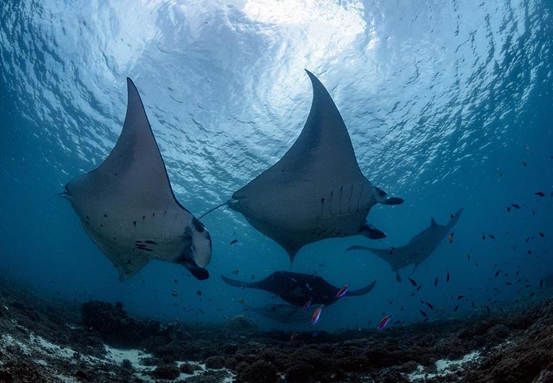 Manta Point Pulau Komodo. Image: Komodo Touristic