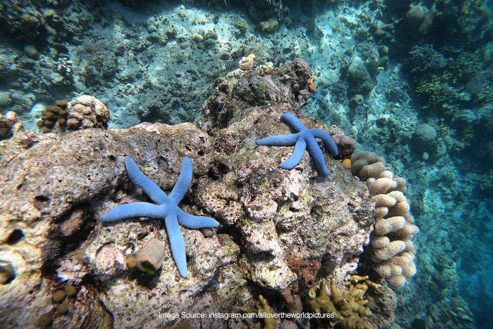 segitiga terumbu karang