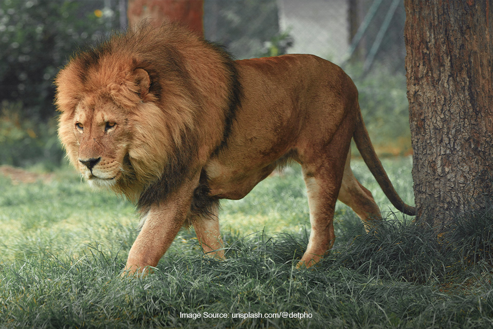 menghindari binatang buas