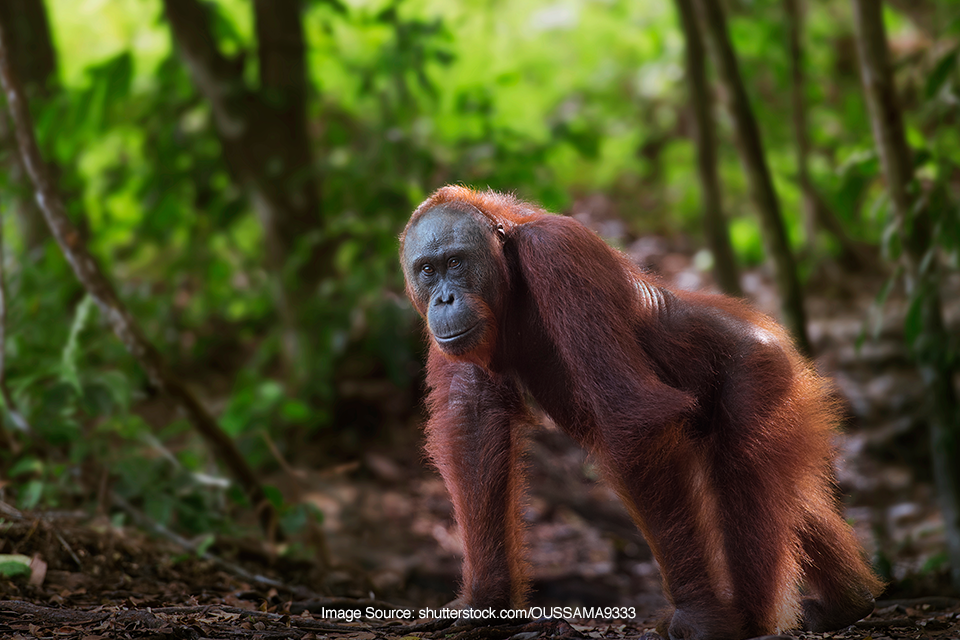 Taman Nasional Tanjung Puting