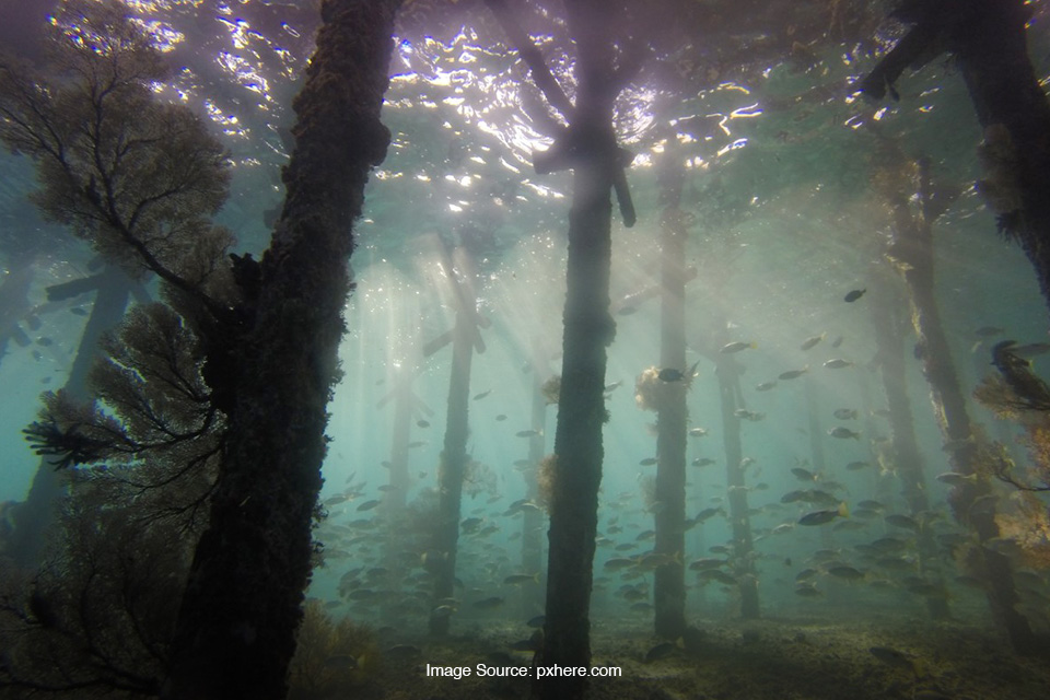 hutan bawah laut