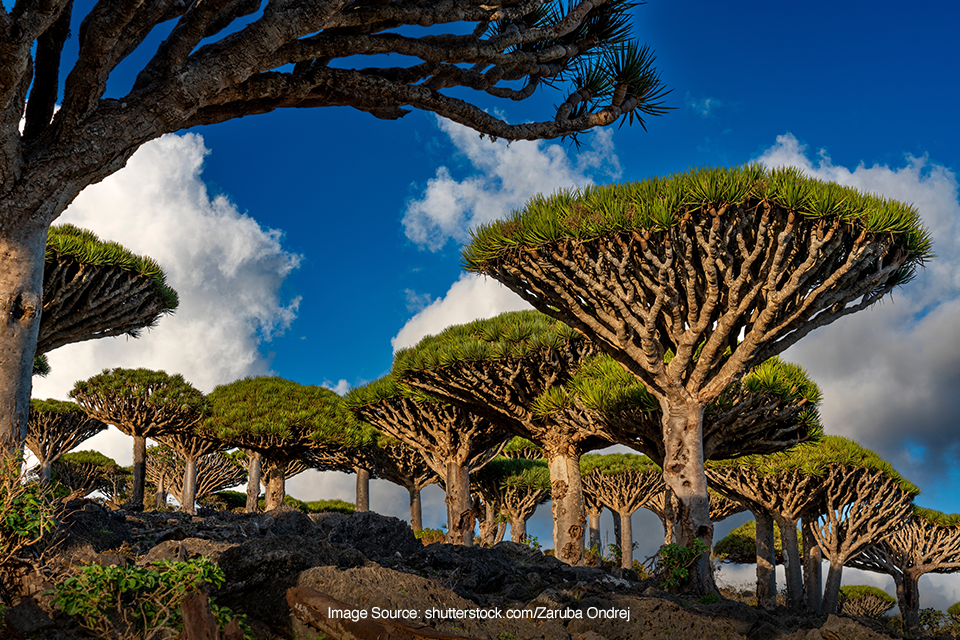 Socotra