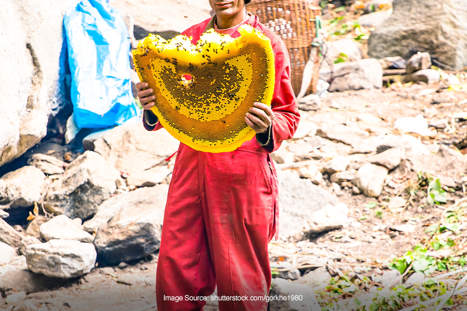 berburu madu liar di Nepal