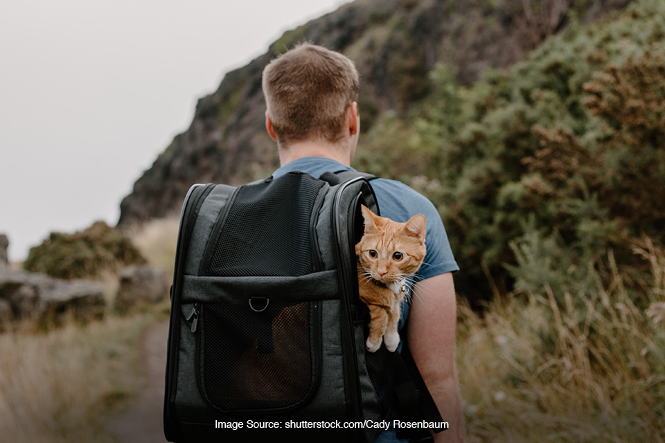 hiking bareng kucing peliharaan