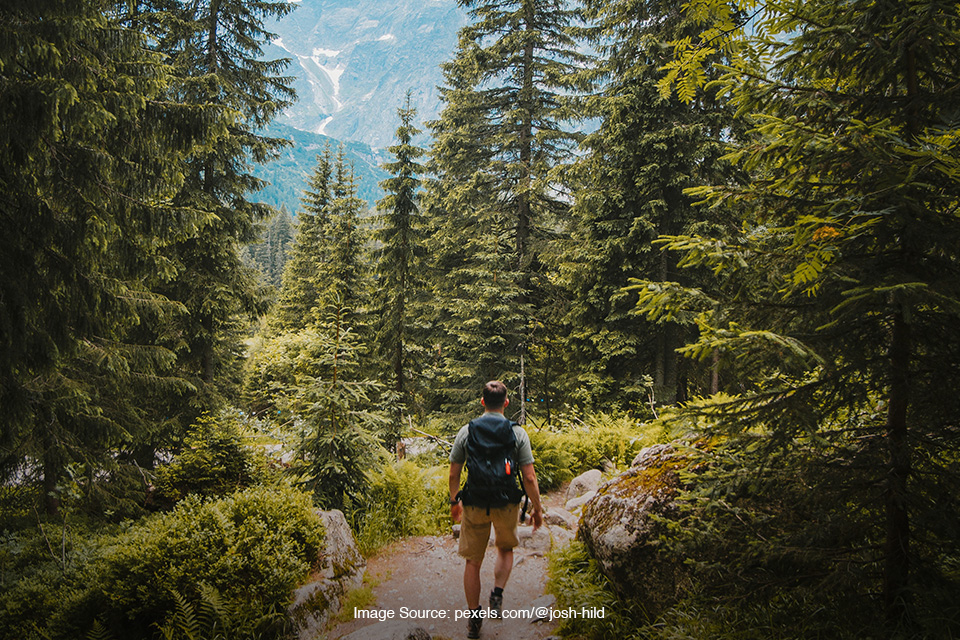 tips aman dari hewan liar