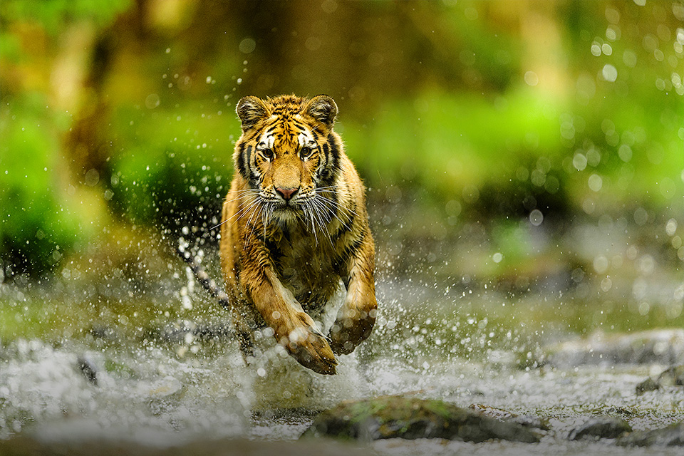 Serangan harimau