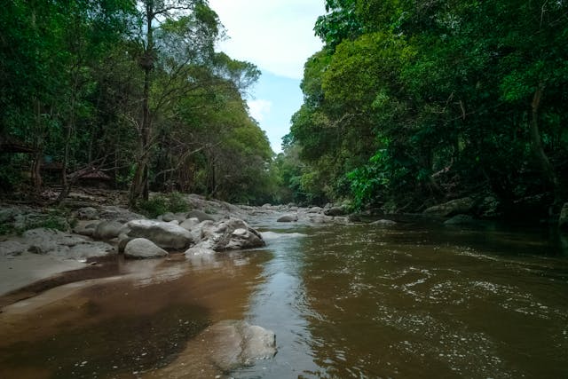 Ilustrasi air di hutan. Image: Donald Tong/Pexels