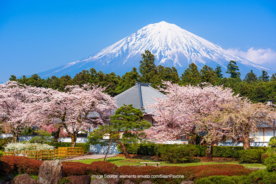 sakura