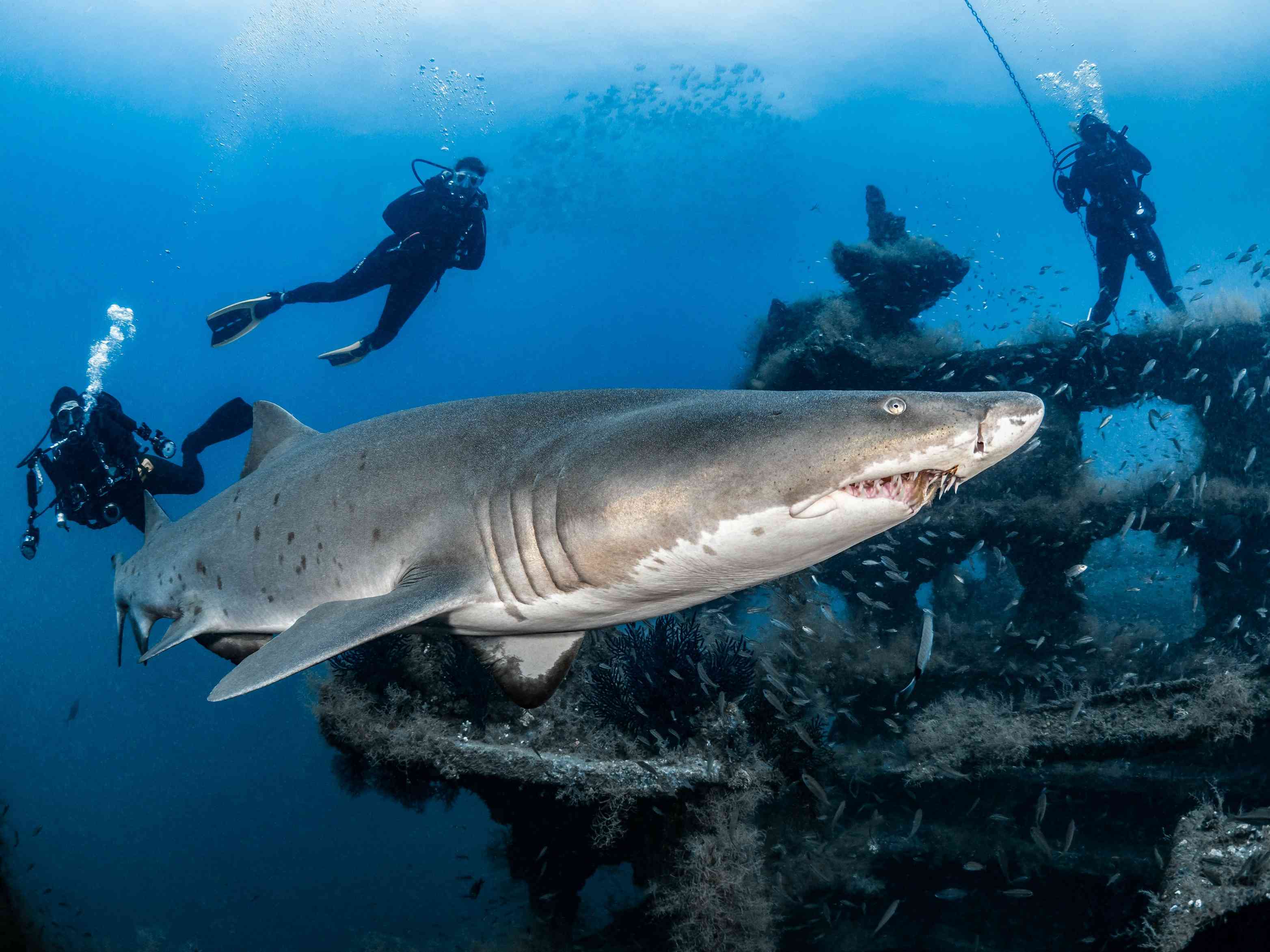 Morehead, Carolina Utara. Image: Olympus Diving