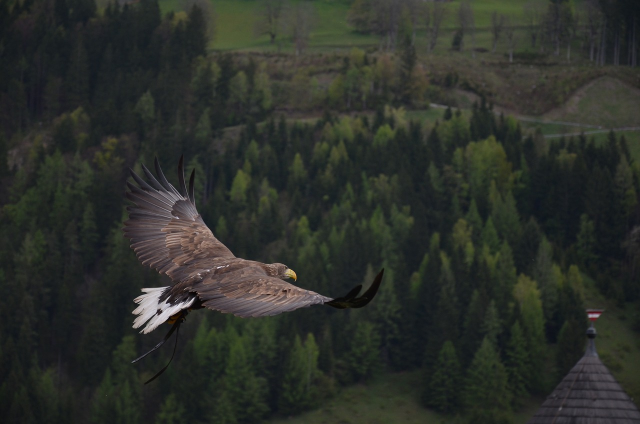 Ilustrasi raptor migran. Image: Klappe/Pixabay