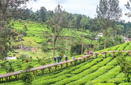 Gunung Mas Bogor. Image: Instagram/@bogorkotahijau