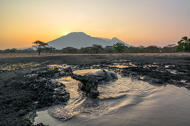 Taman Nasional Baluran. Image: Wikipedia