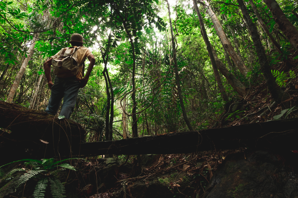 Tips tersesat di hutan