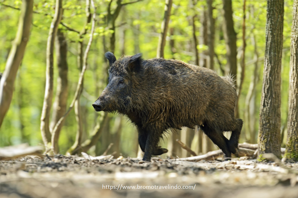 Mencegah Gangguan Babi Hutan