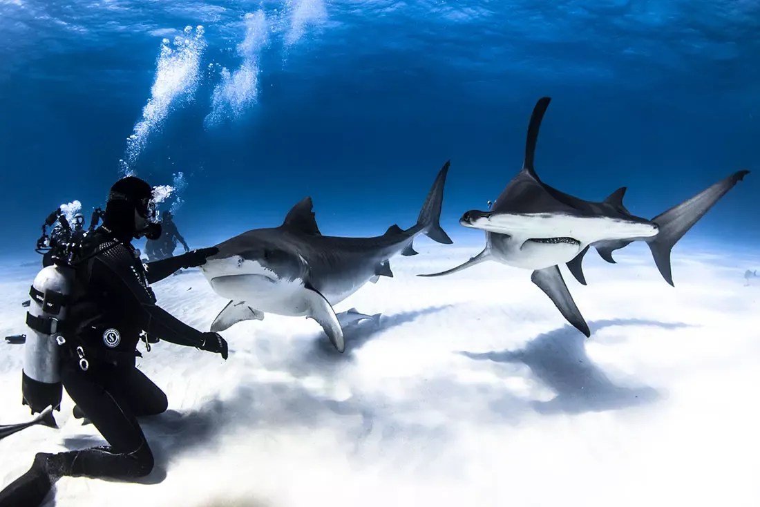 Tiger Beach. Image: Epic Diving