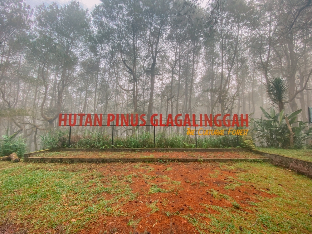Hutan Pinus