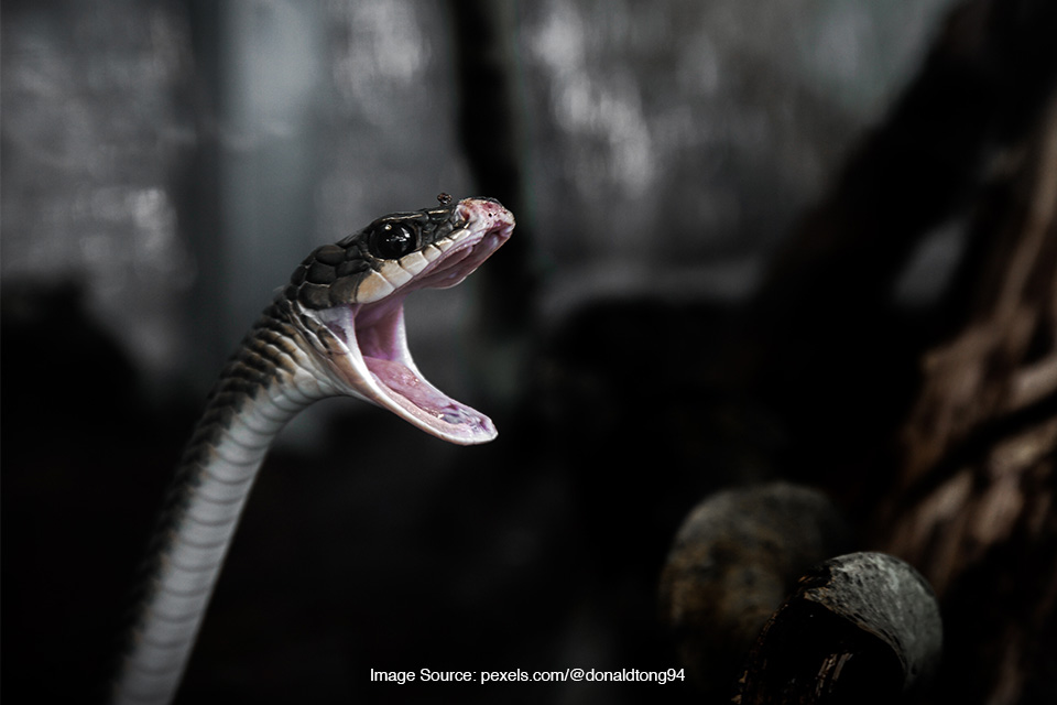 jenis ular paling mematikan