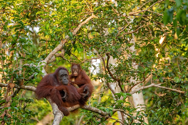 Ilustrasi orangutan. Image: e-smile/Pixabay