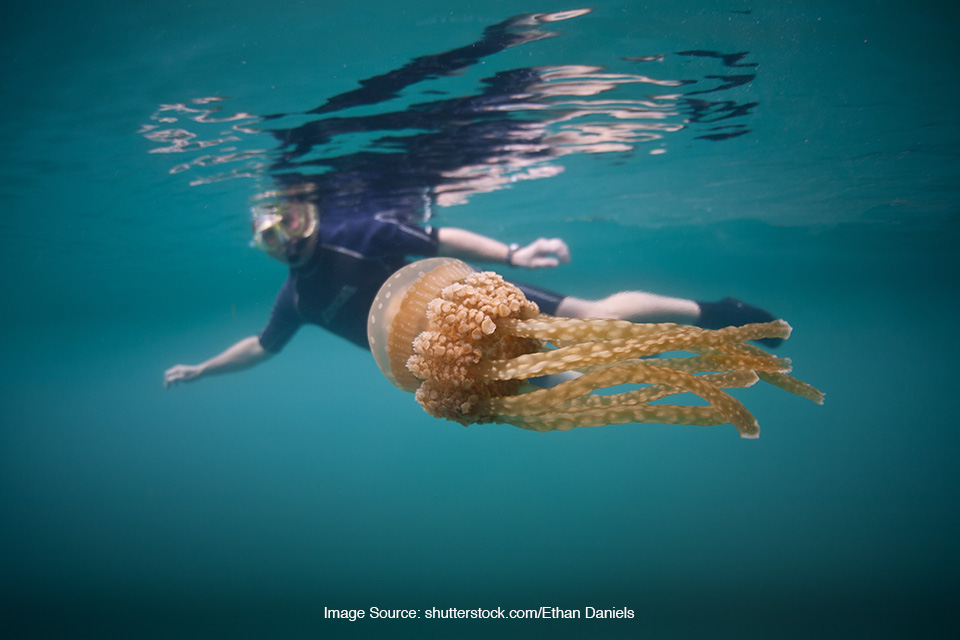 berenang bersama ubur-ubur