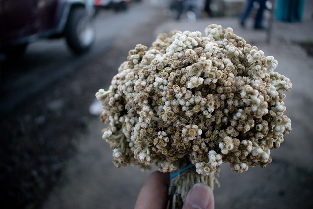 Ilustrasi bunga edelweiss. Image: Ivan Samudra/Pixabay