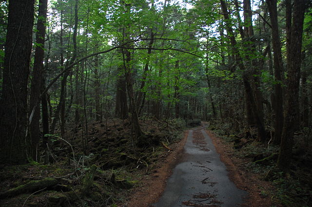 Hutan Aokigahara. Image: Wikipedia