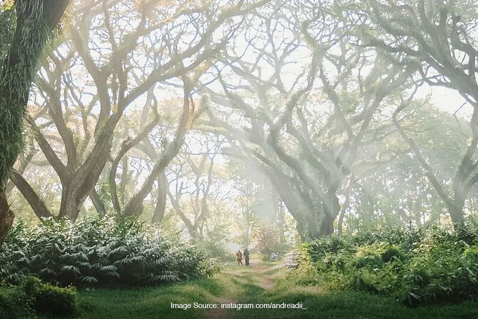 wisata hutan di Jawa Timur