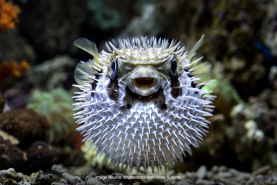 ikan paling mematikan