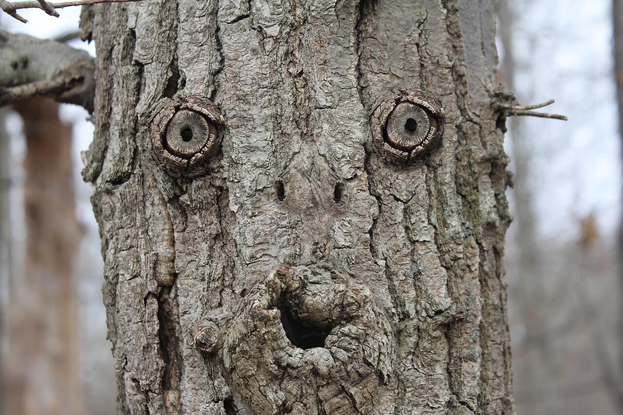 pareidolia
