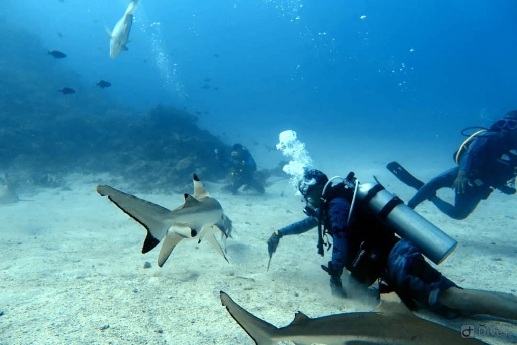 Ilustrasi diving