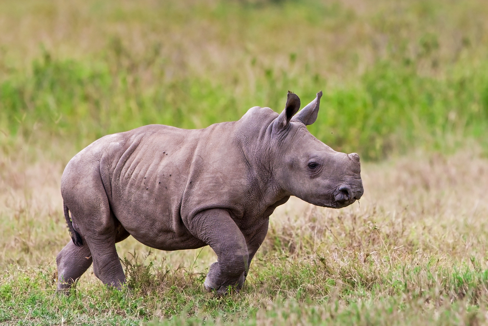 Mau Berjumpa Si Cula Satu di Ujung Kulon?