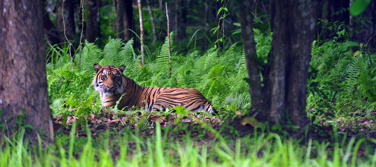 Menelusuri Jejak Harimau Sumatera yang Terancam Punah