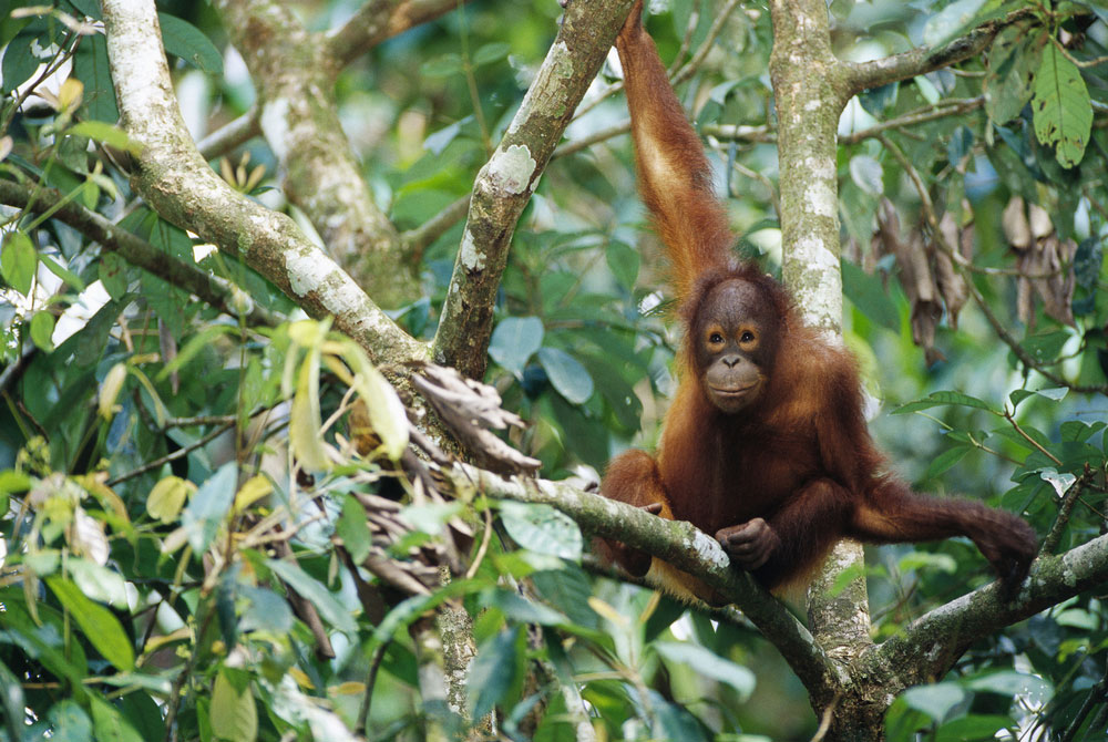 Menyaksikan Orangutan Liar Di Nyaru Menteng, Kalimantan Tengah