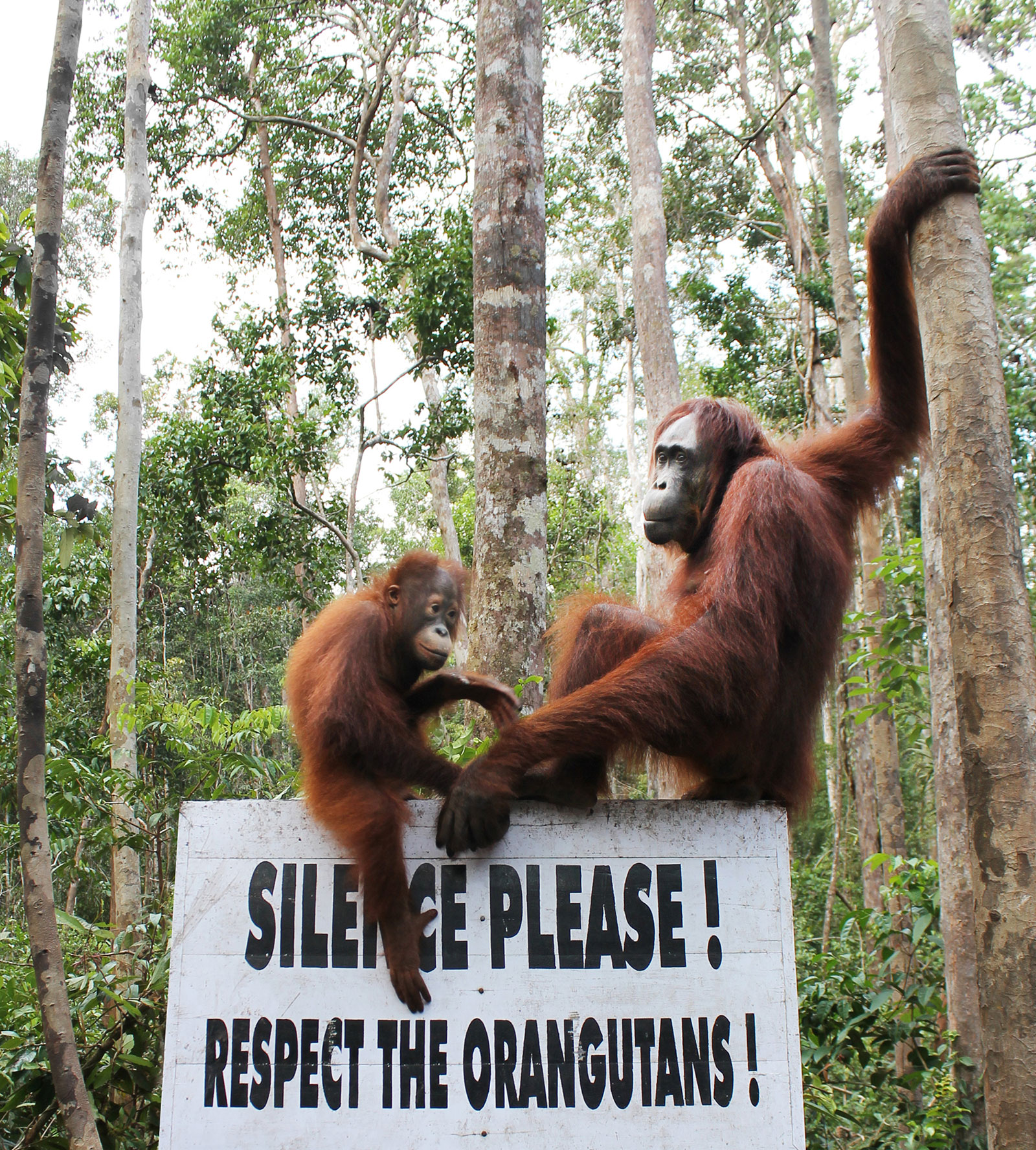 Mengunjungi 'Kerabat Jauh' di Camp Leakey, Kalimantan