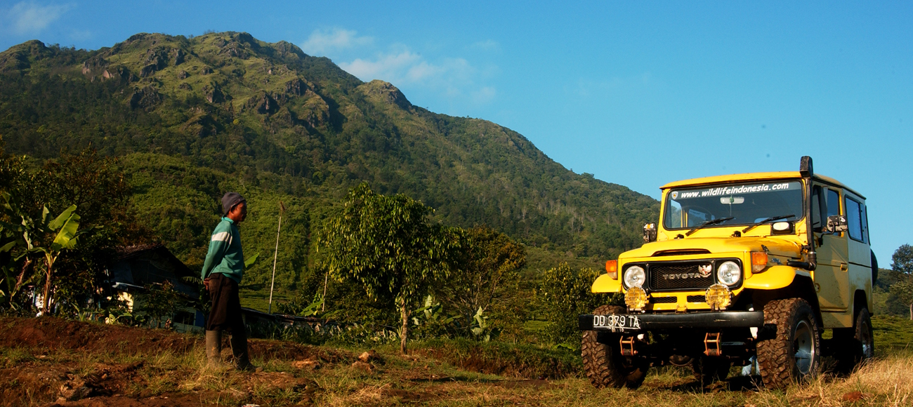 Menembus Hutan Prau demi Secercah Gymnaphora