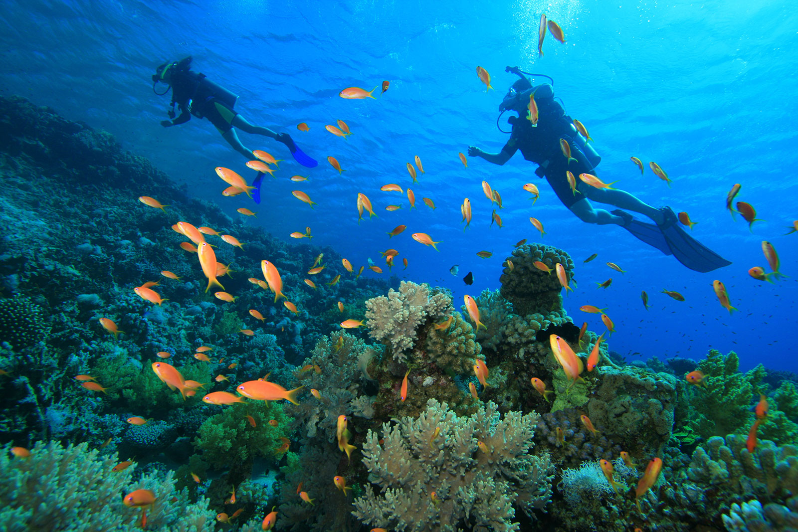 Indahnya Diving di Alam Bawah Laut Halmahera, Surga Tersembunyi Milik Indonesia