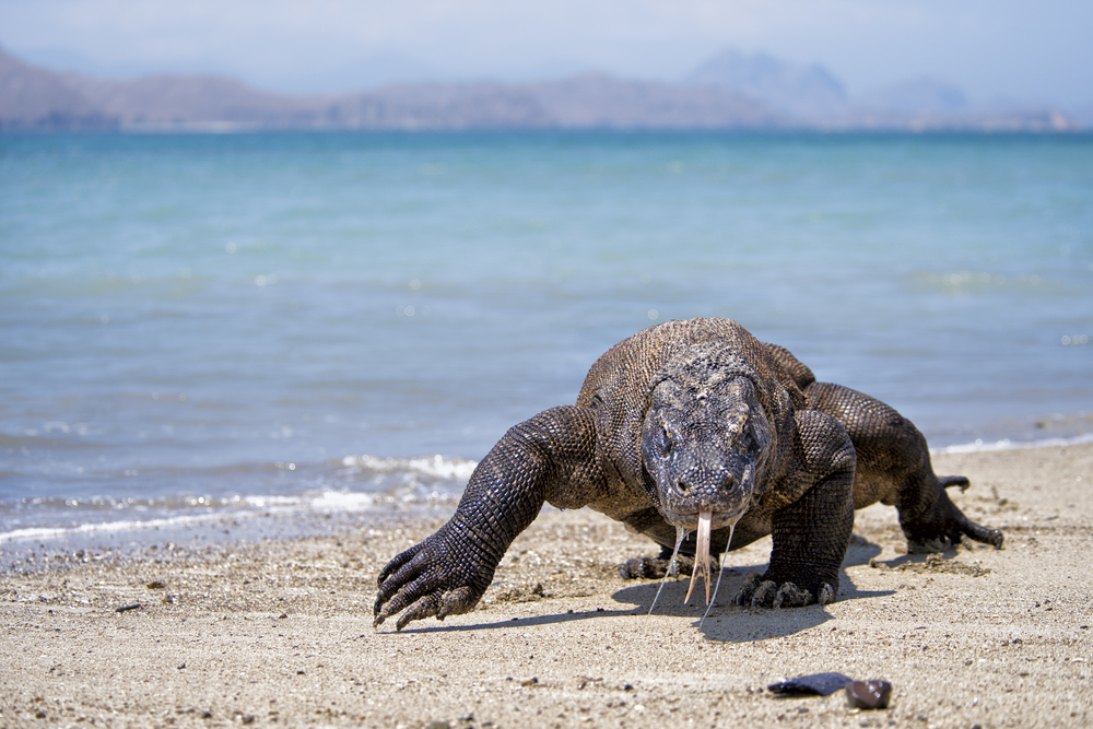 Penjelajahan Seru Bertemu Sang Komodo