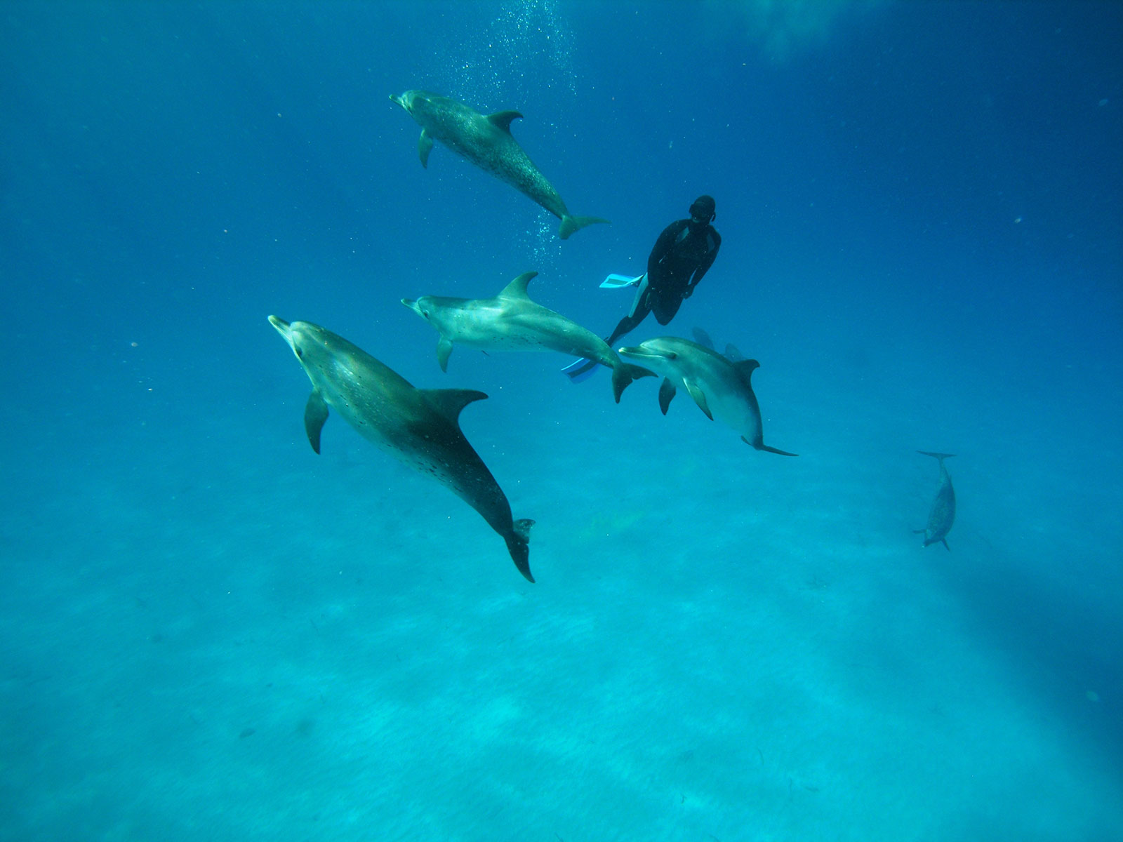 Diving Bersama Sekawanan Lumba-Lumba Liar? Gak Ada yang Mustahil Kok!