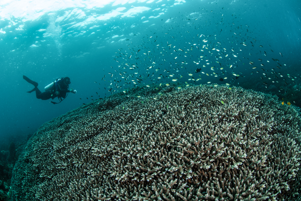 Selami Sejuta Pesona Keindahan Alam Bawah Laut Hukurila di Maluku