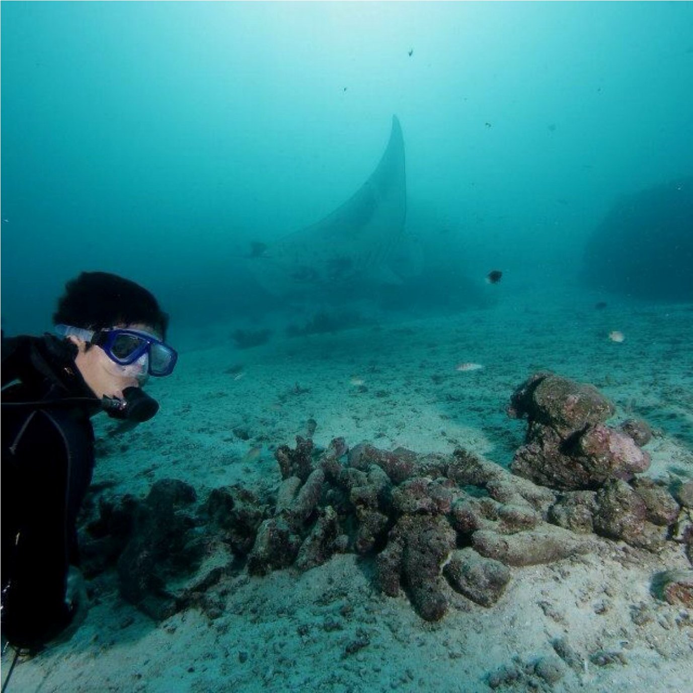 Begini Aja Kalo Ketemu Manta Ray, Bro