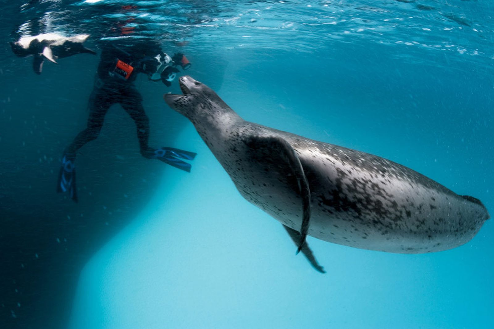 Diving di Amazon? Boleh Juga!