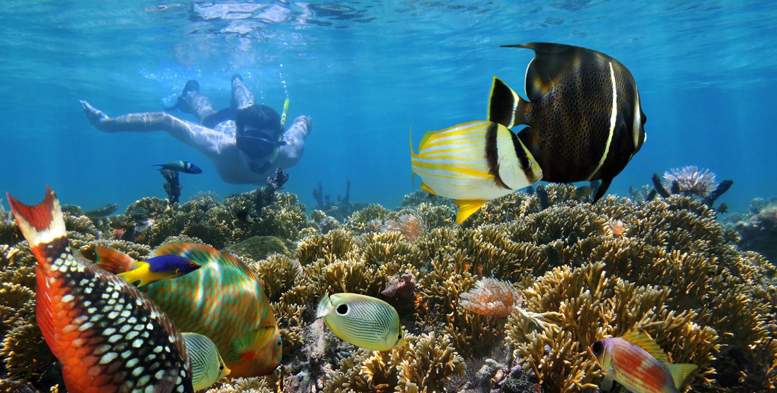Kalo Ngerasain Ini, Pasti Lo Lagi Ketagihan Snorkeling